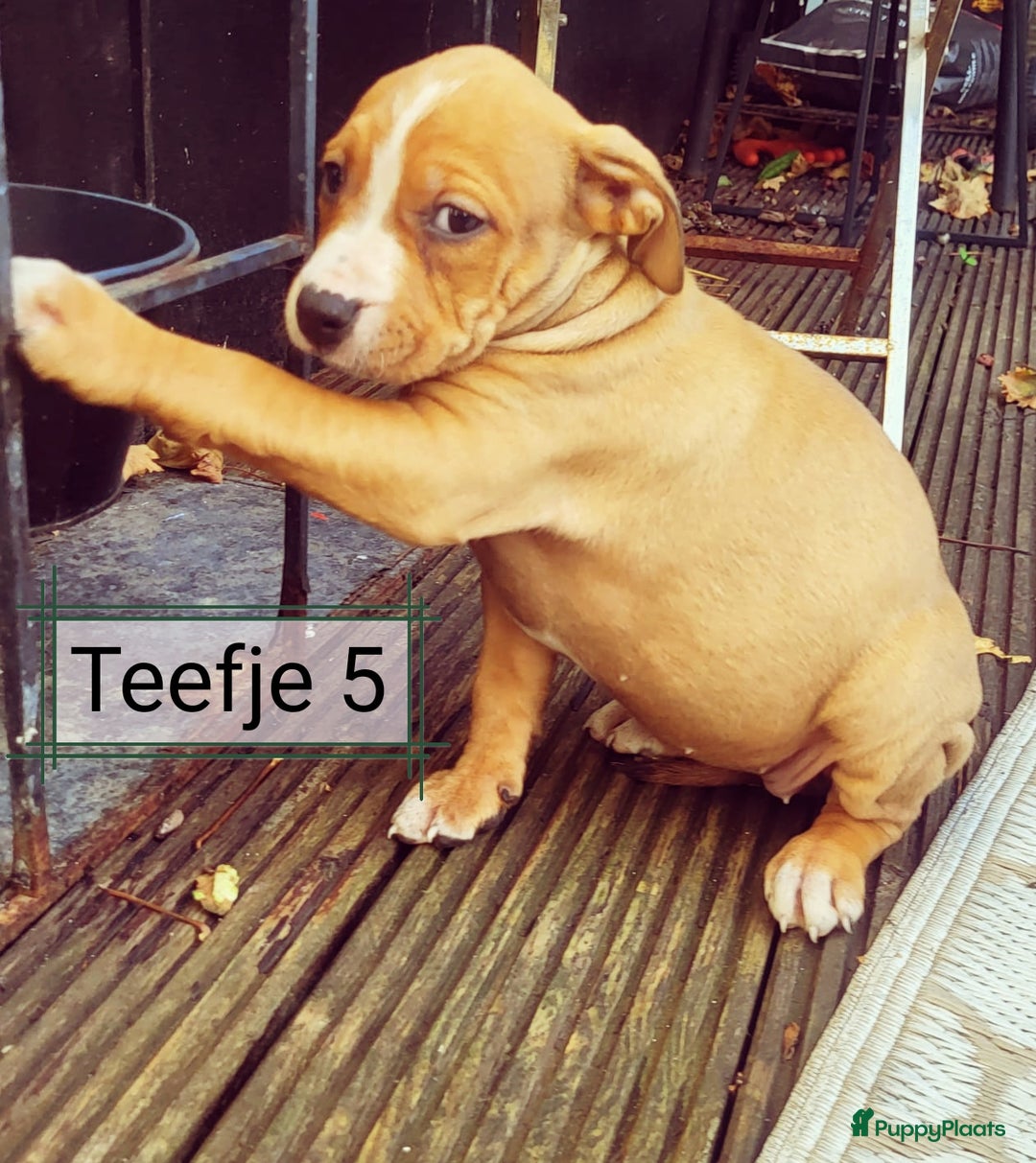 American Staffordshire Terriër honden te koop: Amerikaanse stafford pups  - Advertentie 7