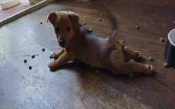 Kruising honden te koop: Jack Russell terriër kruising met pomeriaan reu in Eemnes - Afbeelding 7