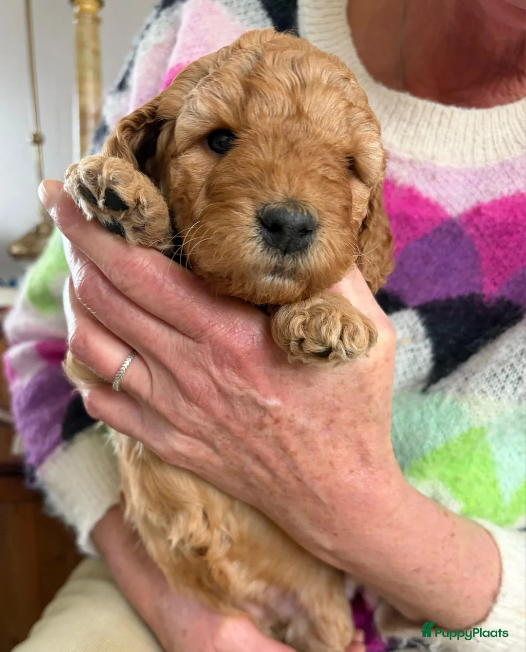 Kruising honden te koop: Labradoodle pups medium multigen (geb. 17 jan 2026 - Advertentie 2