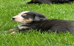 Kruising honden te koop: Berner Sennen x Zwitserse Sennen pups - Afbeelding 5
