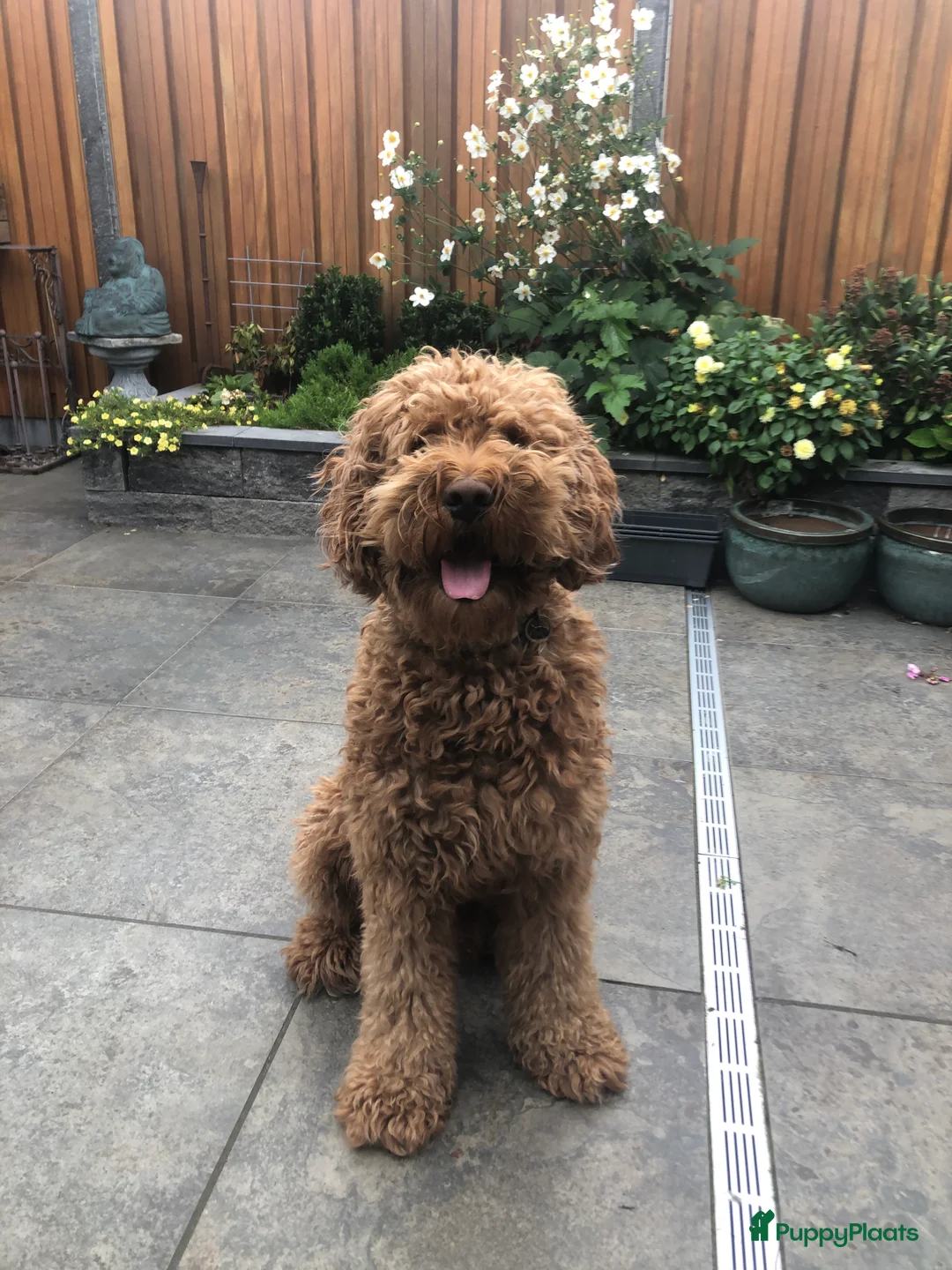 Labradoodle honden ter dekking: KNAPPE AUSTRALIAN LABRADOODLE DEKREU in Breda - Advertentie 10