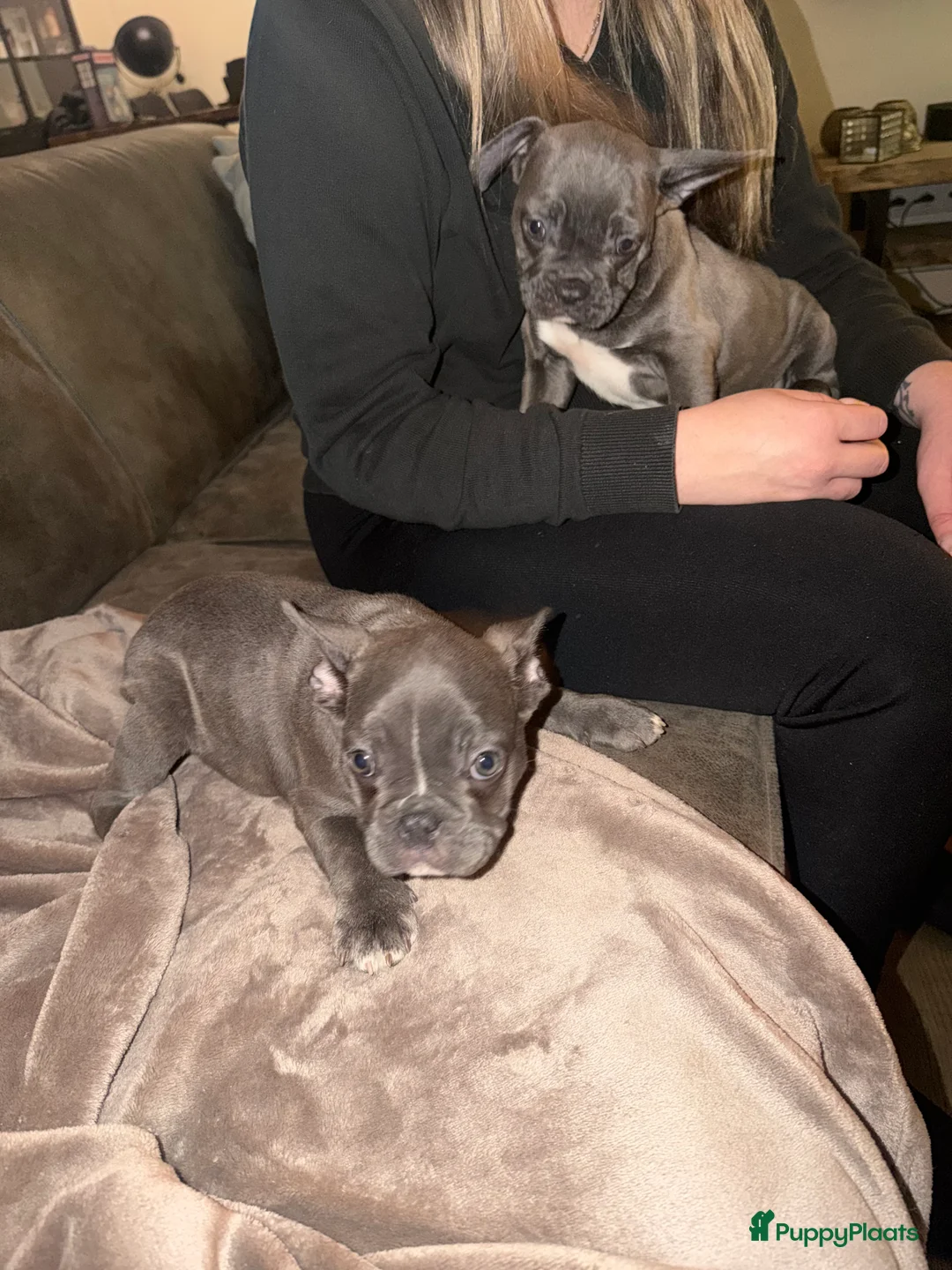 Franse Bulldog honden te koop: Prachtige Franse Bulldogs puppy’s  - Advertentie 6