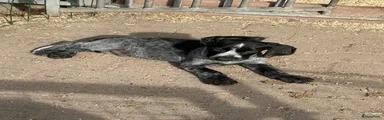 Duitse Staande Hond Draadhaar 1