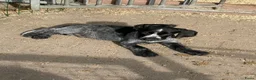 Duitse Staande Hond Draadhaar honden te koop: Pups te koop  - Advertentie 3
