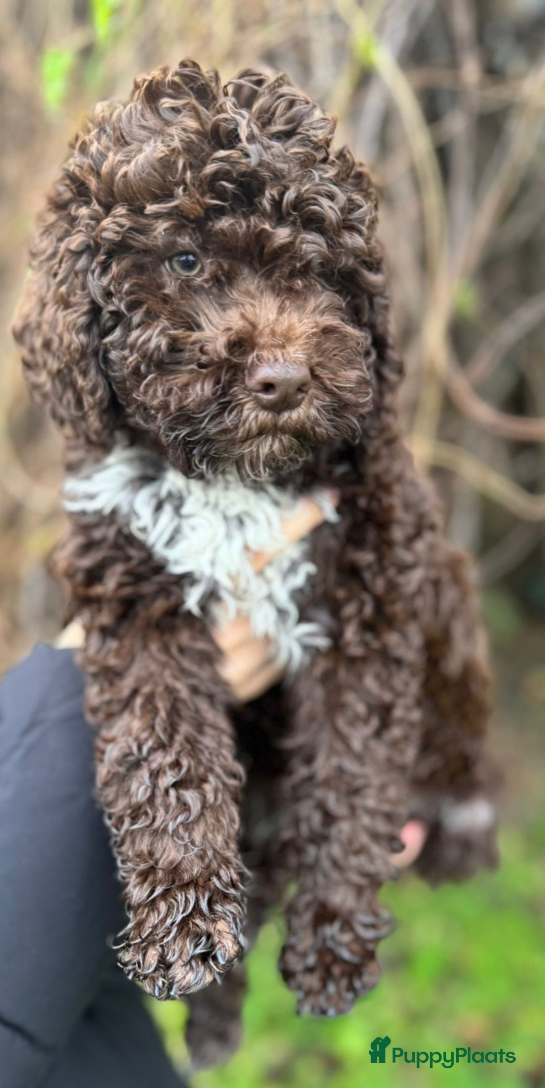 Lagotto Romagnolo honden te koop: Lagotto Romagnolo pups - Advertentie 3