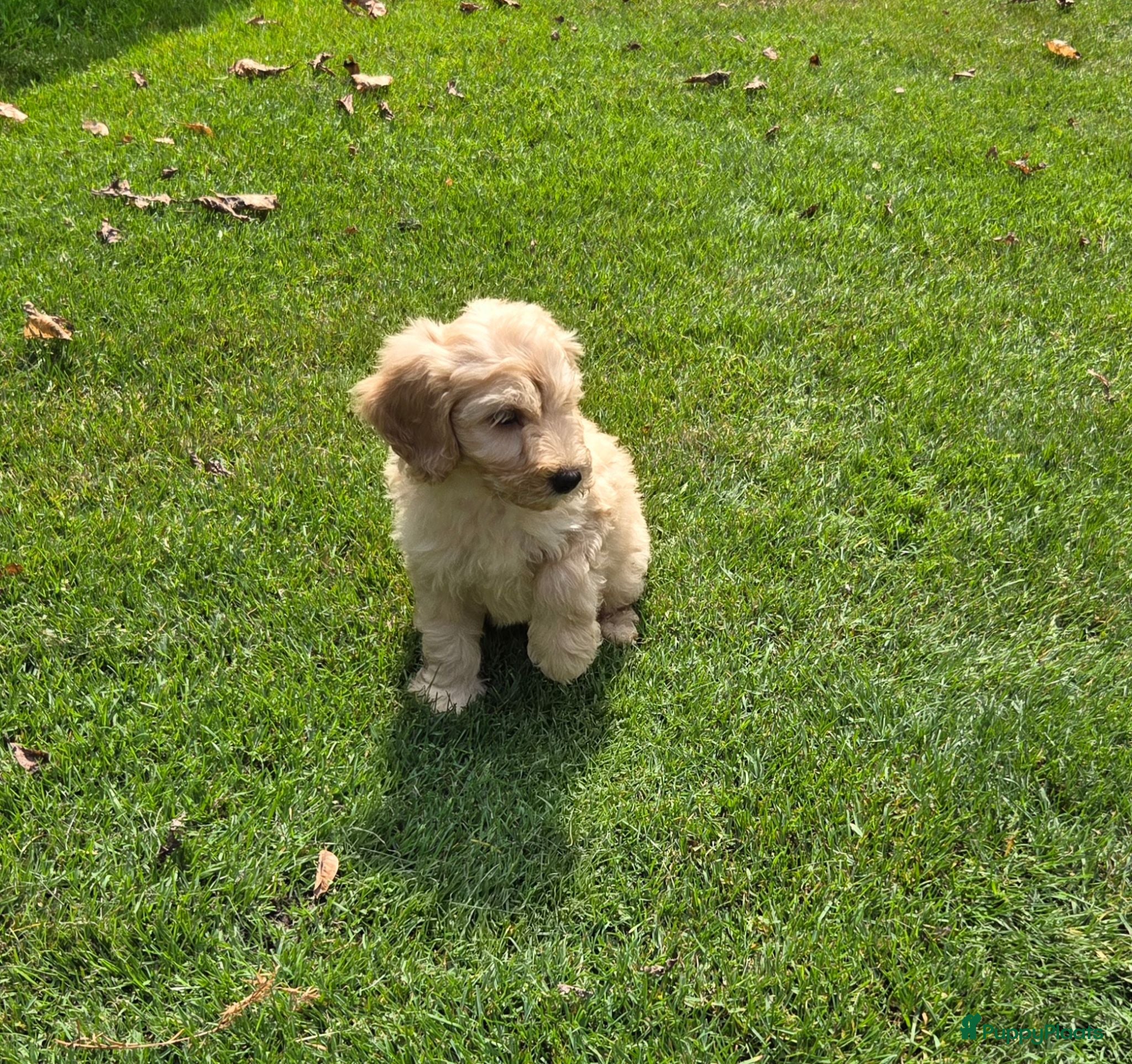 Labradoodle honden Labradoodle mini pups F3 reutjes blond/abrikoos - Advertentie 5