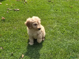Labradoodle honden Labradoodle mini pups F3 reutjes blond/abrikoos - Advertentie 5