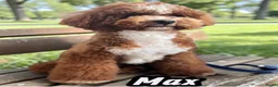 Dwergpoedel honden ter dekking: Dwerg poedel dekreu - Advertentie 1