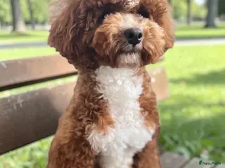 Dwergpoedel honden Dwerg poedel dekreu - Advertentie 3