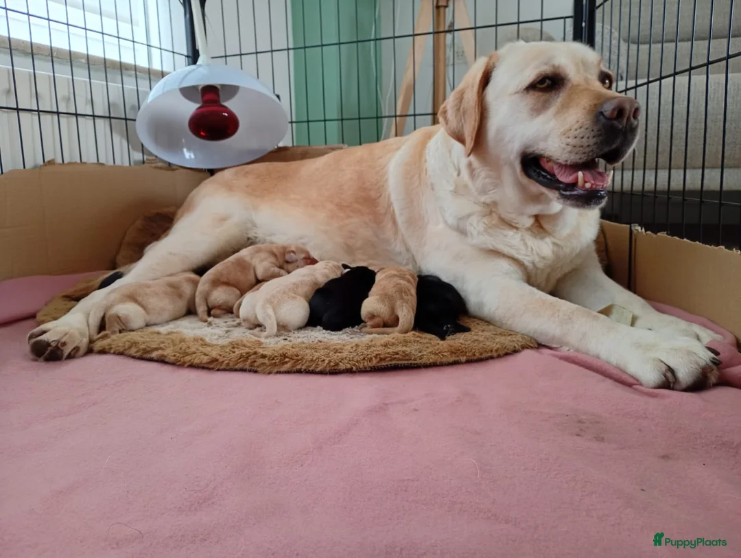 Labrador Retriever honden te koop: Labrador retriever puppies - Pedigree  - Advertentie 1