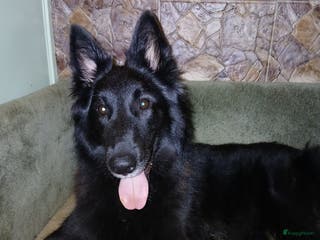 Kruising honden Groenendaeler en Tervurense pups - Advertentie 1