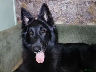 Kruising honden Groenendaeler en Tervurense pups - Advertentie 2