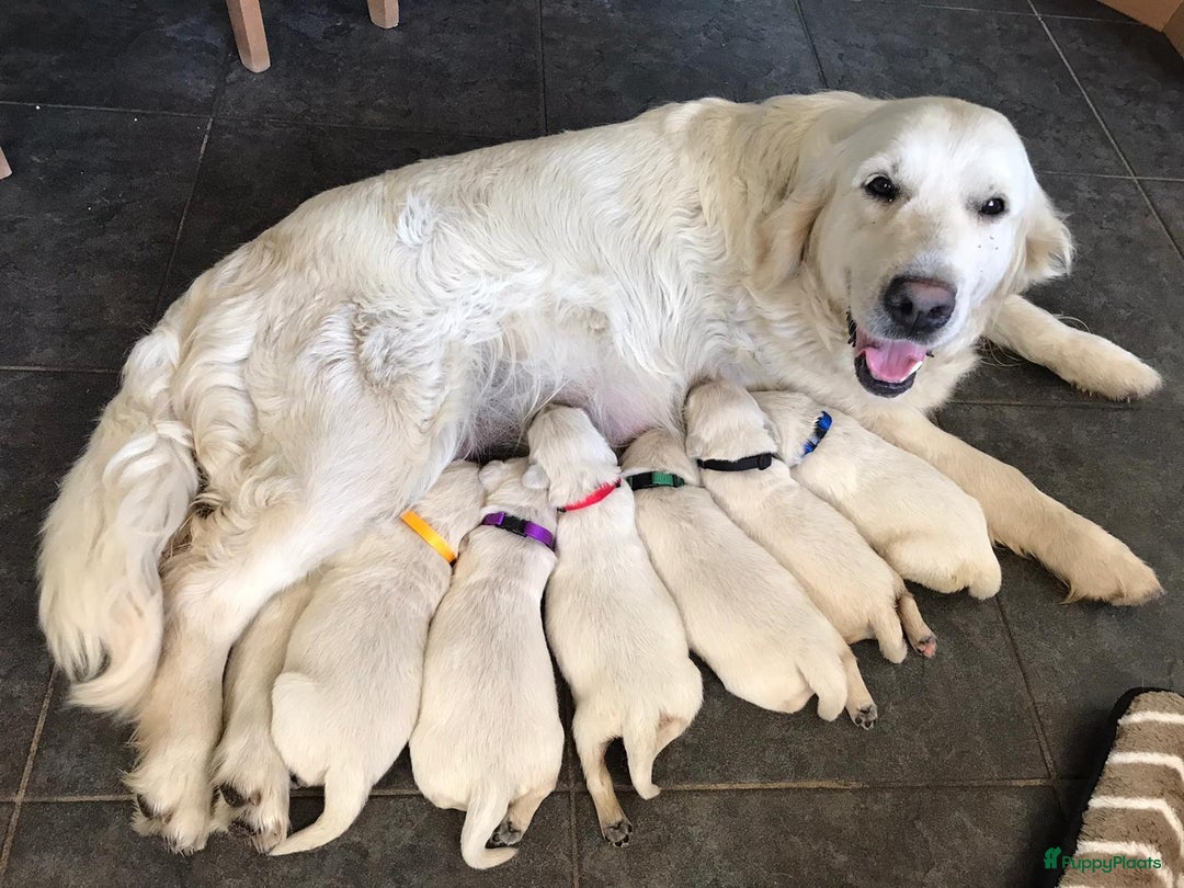 Golden Retriever honden te koop: Golden Retriever pups - Advertentie 10