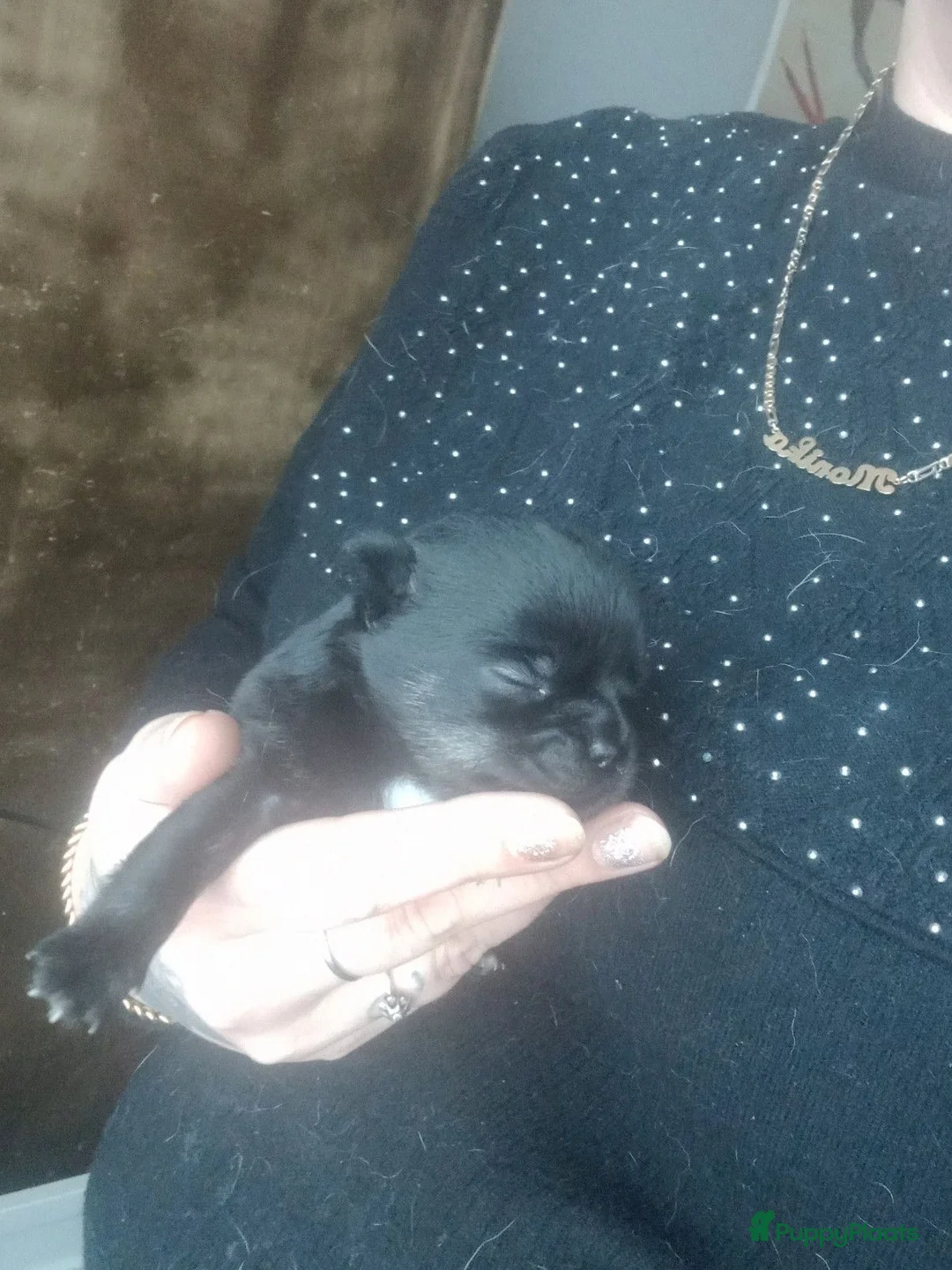 Chihuahua honden te koop: 4  chihuahua  pups - Advertentie 5