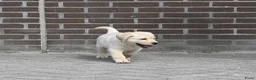 Labrador Retriever honden te koop: Knappe Labrador pups met stamboom ! - Advertentie 31