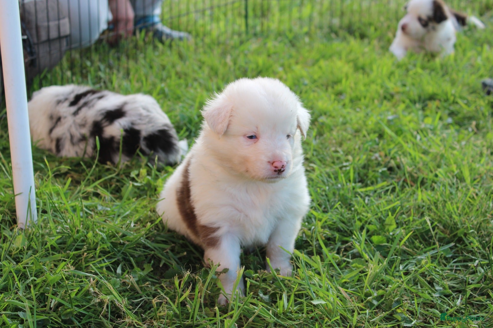 Border Collie Puppy 7