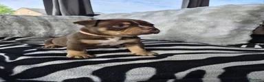 Amerikaanse Bully Puppy 3