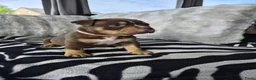 Amerikaanse Bully honden te koop: amerikaanse pocket bully's - Advertentie 2
