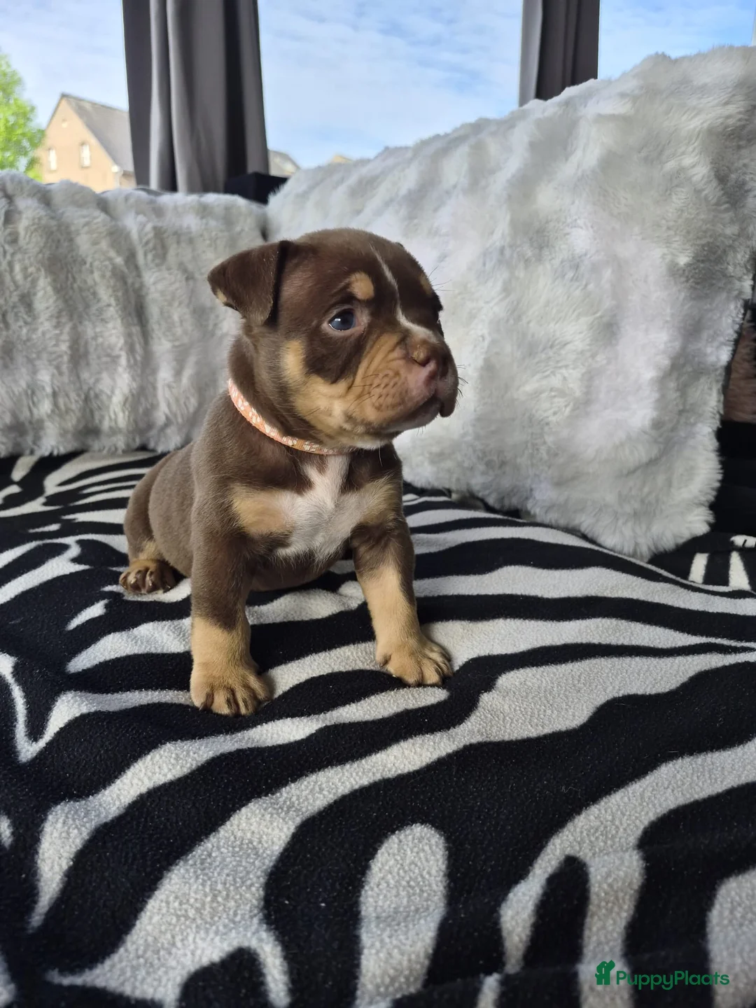 Amerikaanse Bully honden te koop: amerikaanse pocket bully's - Advertentie 2