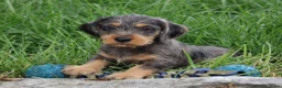 Ruwhaar Teckel honden te koop: Teckel pups ruwhaar - Advertentie 14