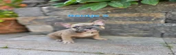 Franse Bulldog honden te koop: Mooie franse bulldog pups mogen nestje verlaten  - Advertentie 17