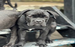 Cane Corso honden te koop: Cane Corso puppy's van 2 maanden oud te koop in Stad aan 't Haringvliet - Afbeelding 11