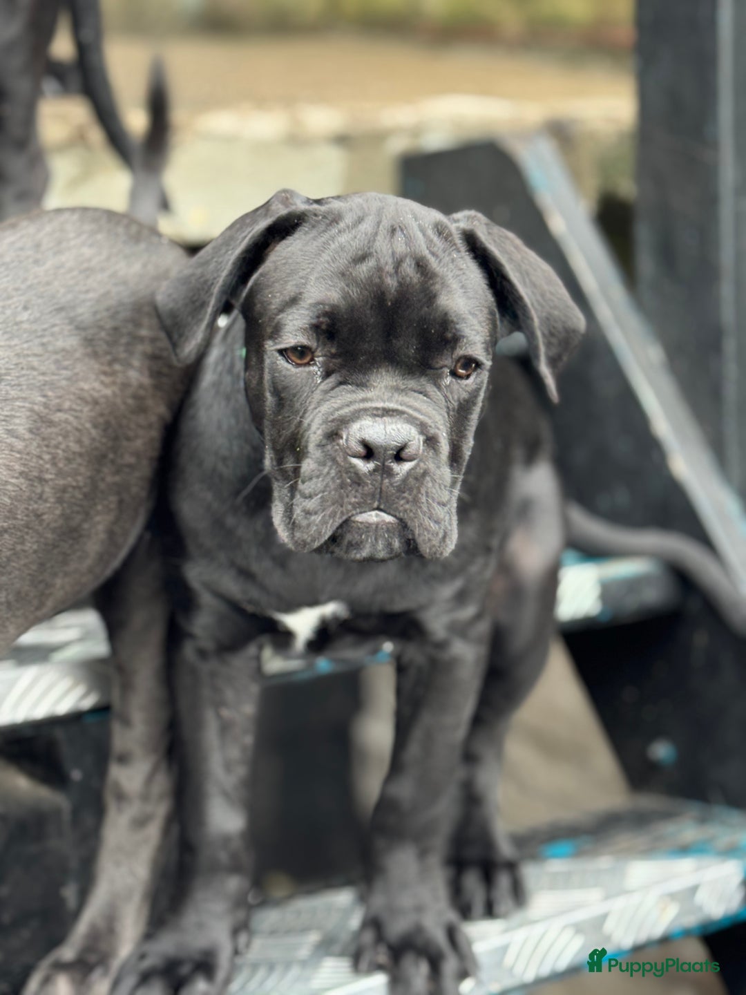 Cane Corso honden te koop: Cane Corso puppy's van 2 maanden oud te koop in Stad aan 't Haringvliet - Afbeelding 11