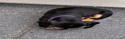 Kruising honden te koop: Black and crème reutje  - Advertentie 5