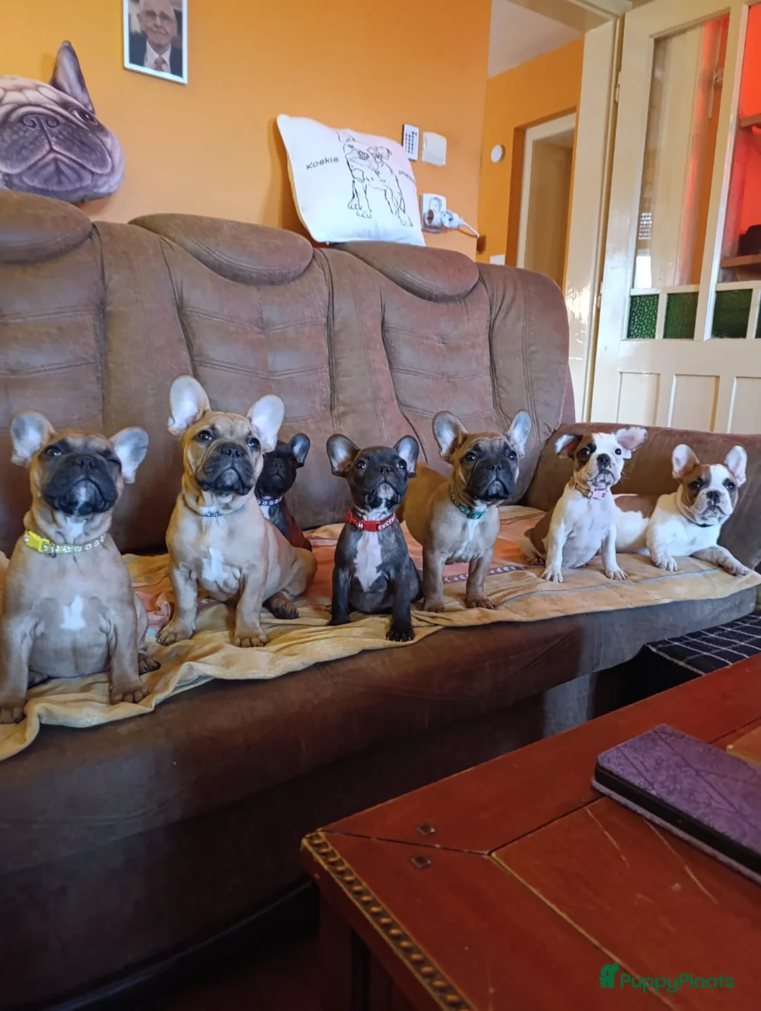 Franse Bulldog honden te koop: Franse bulldog raszuiver FCI (geteste ouders)  - Advertentie 7