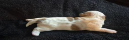 Boomer honden te koop: 5 gezonde puppy's geboren - Advertentie 13
