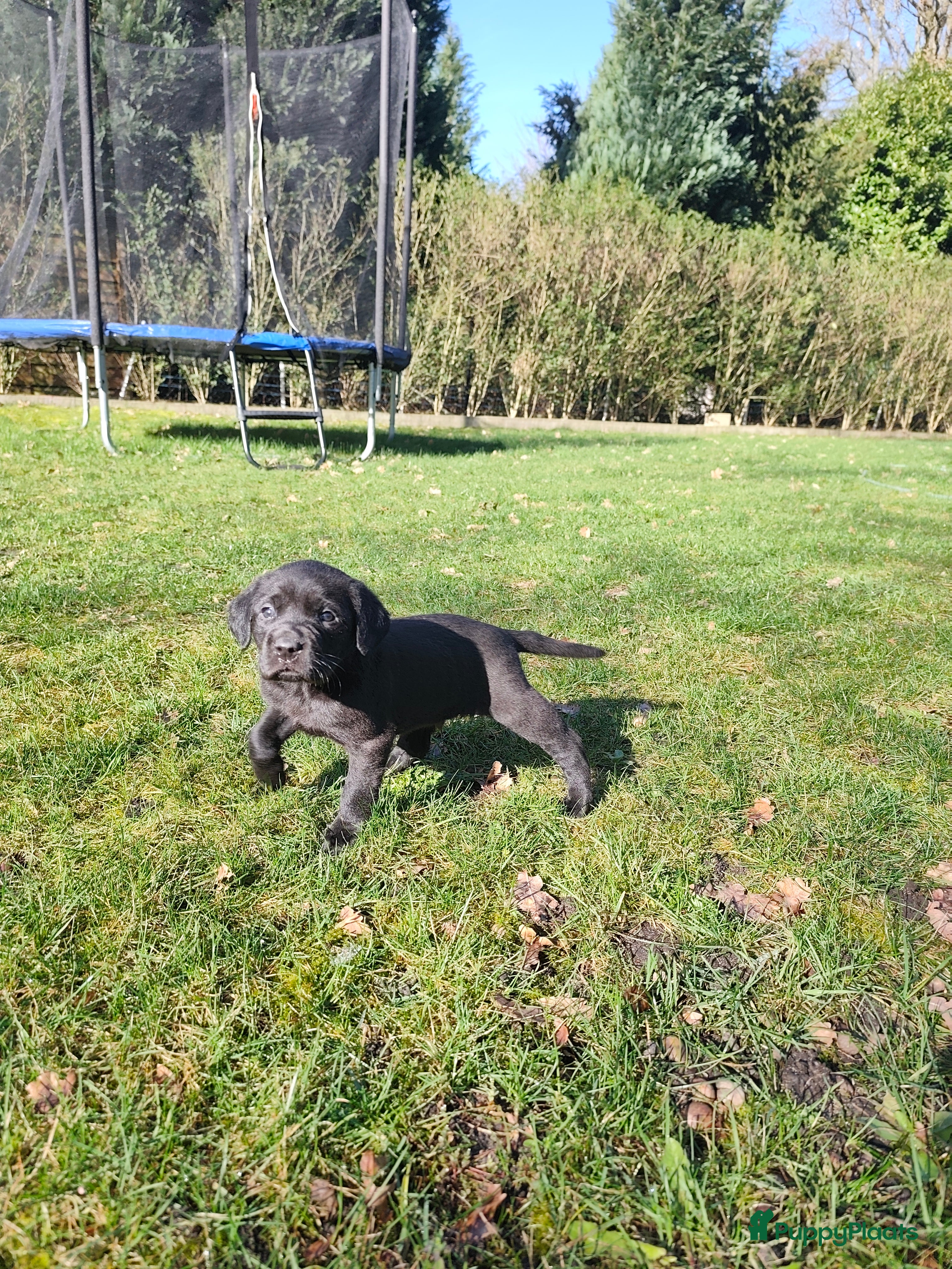 Labrador Retriever honden Field trial labrador pups  - Advertentie 1