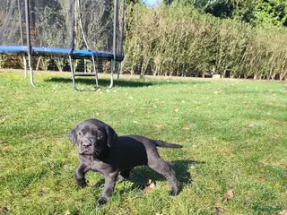Labrador Retriever honden Field trial labrador pups - Advertentie 1