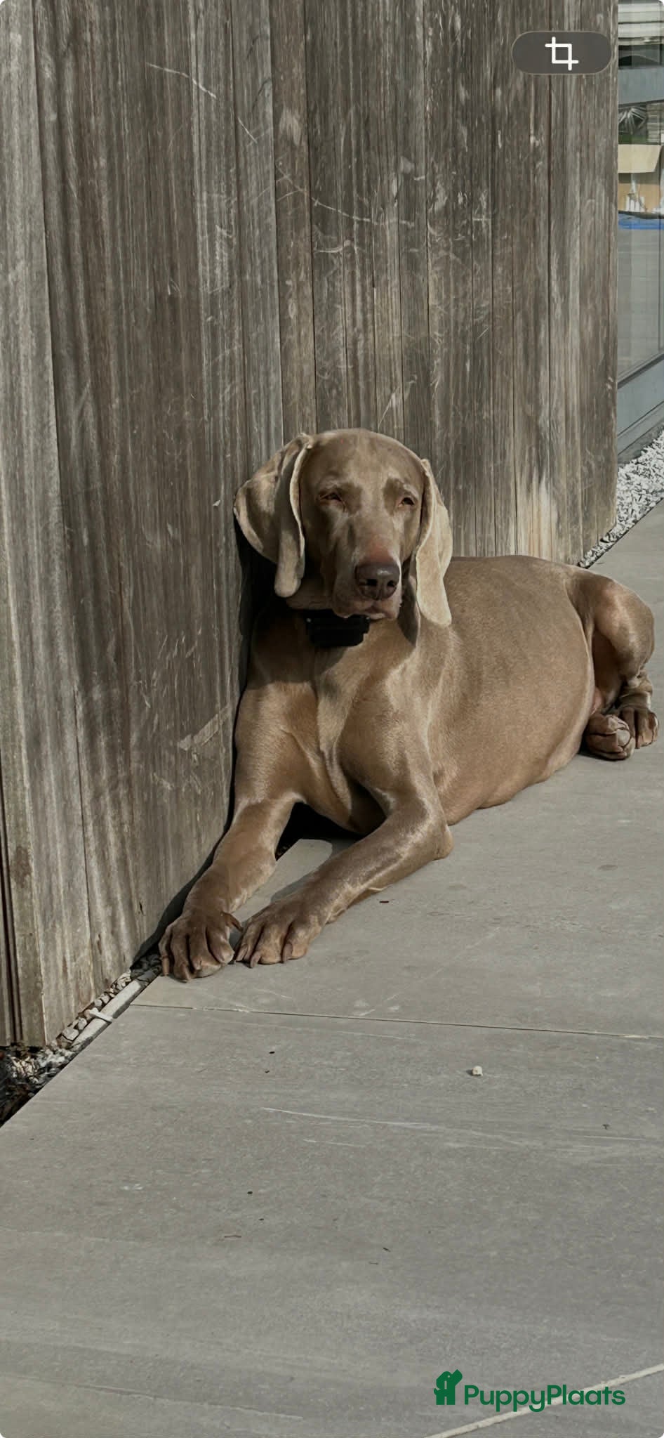 Weimarse Staande Hond korthaar honden Nestje van Viza - Advertentie 2