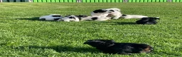 Shih Tzu honden te koop: te koop - Advertentie 4