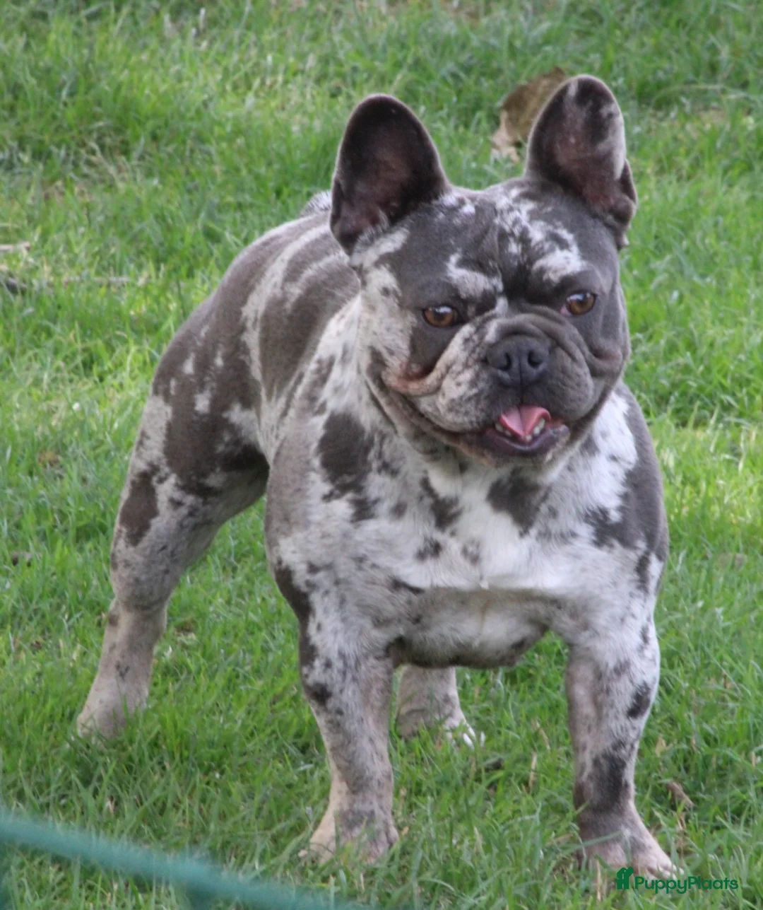Franse Bulldog honden te koop: Franse Bulldog pups Lionheart Bloodline België  - Advertentie 10