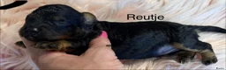 Dwergpoedel honden te koop: DwergPoedel in huiselijke kring opgevoed  - Advertentie 5