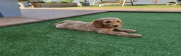 Labradoodle honden te koop: Labradoodle pups te koop! - Advertentie 3