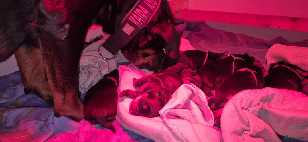 Rottweiler honden te koop: Nest F 27.11.2025 - Advertentie 4