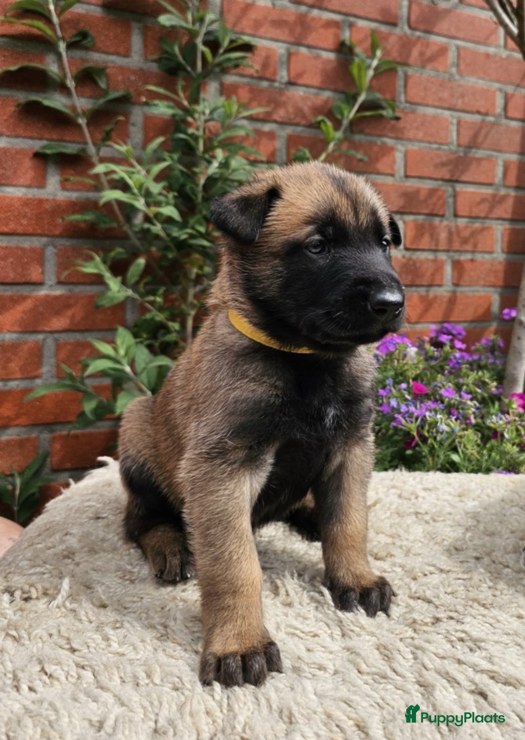 Mechelse Herder honden te koop: Puppy's Mechelse herder - mogen naar nieuw huisje - Afbeelding 19