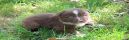 Australian Shepherd honden te koop: Raszuivere Australian Shepherd pups - Advertentie 5