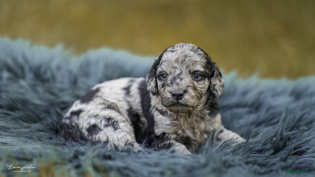 Labradoodle honden te koop: Prachtige multigen Labradoodles wavy vacht - Afbeelding 18