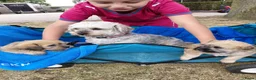 Overig honden te koop: Schattige Puppy's te koop - Advertentie 13
