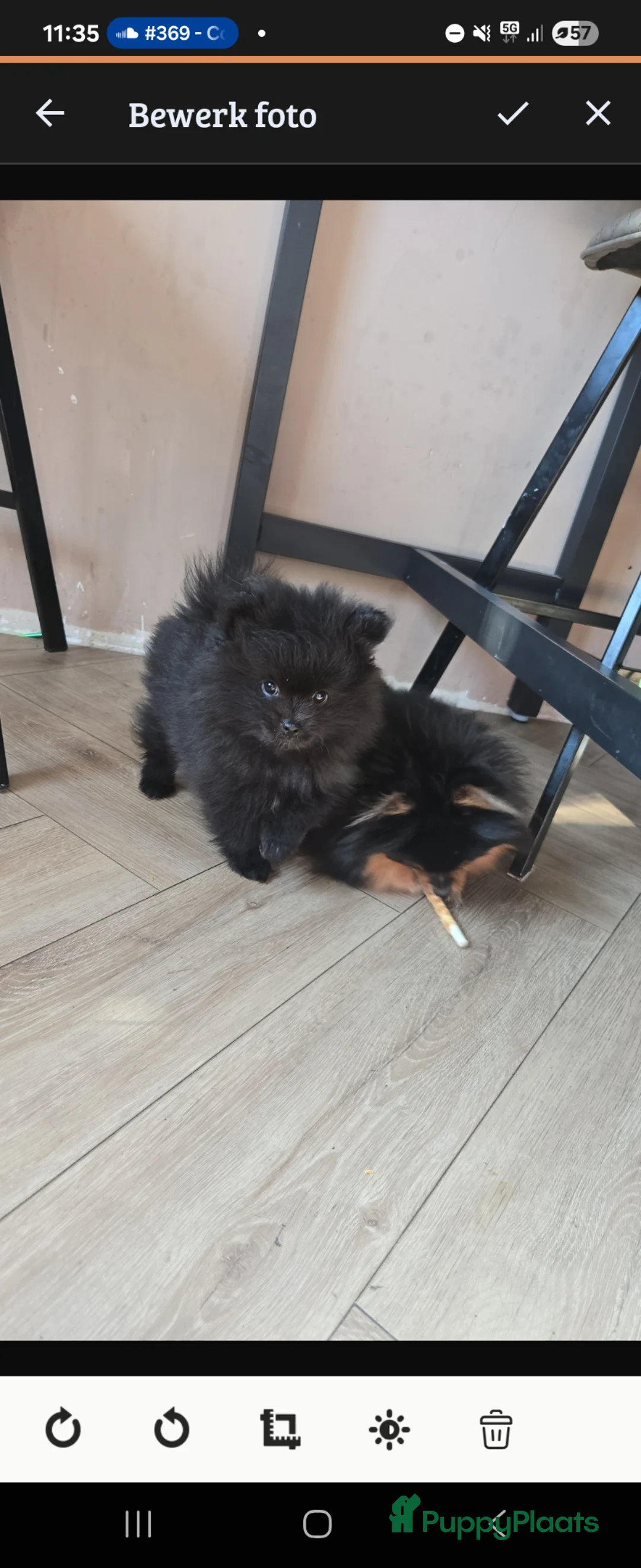 Pomeriaan honden te koop: Blackie zoekt nog een goud mandje - Advertentie 1