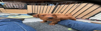 Australian Labradoodle Puppy 4 gereserveerd 