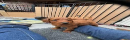 Australian Labradoodle honden te koop: Prachtig nest labradoodles (medium) - Advertentie 34