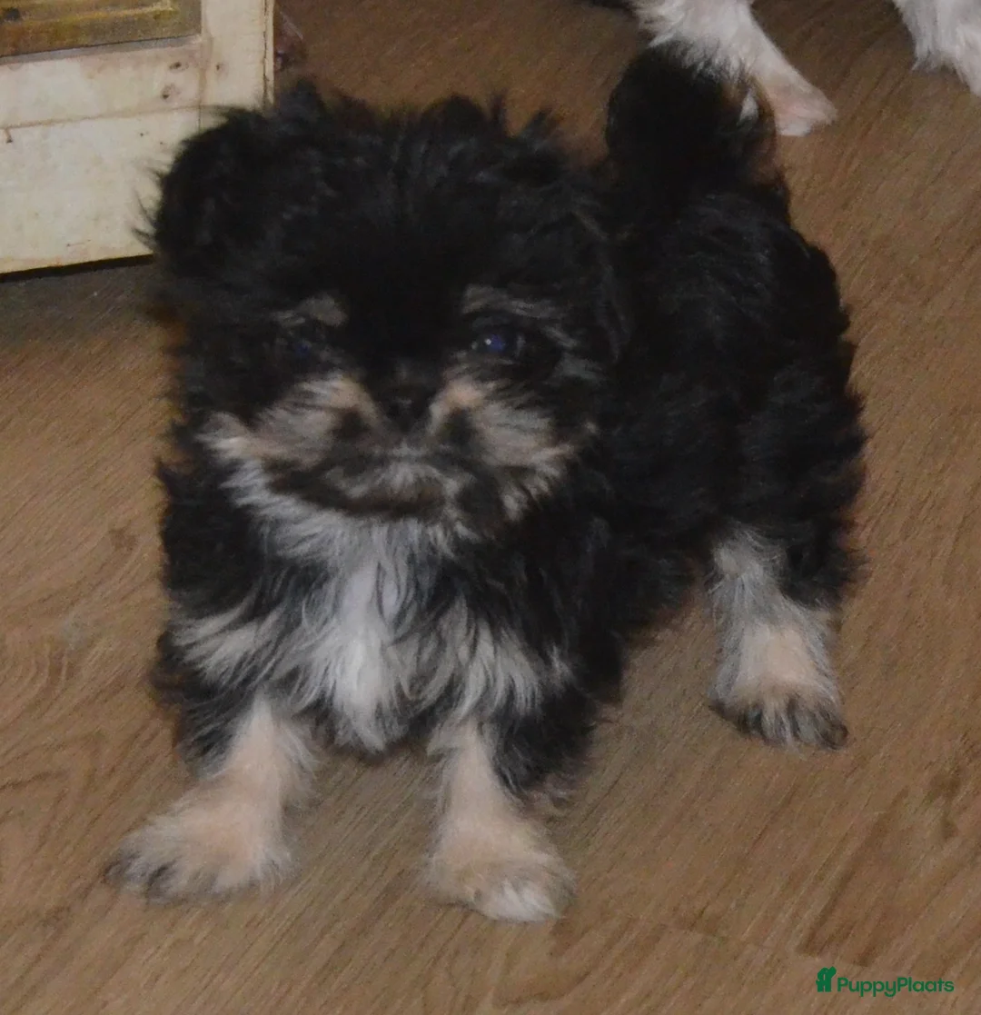 Kruising honden te koop: Mini Malchi / Mini Boomertje teefje Black & Tan  - Advertentie 3