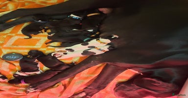 Duitse Dog honden - Advertentie 10