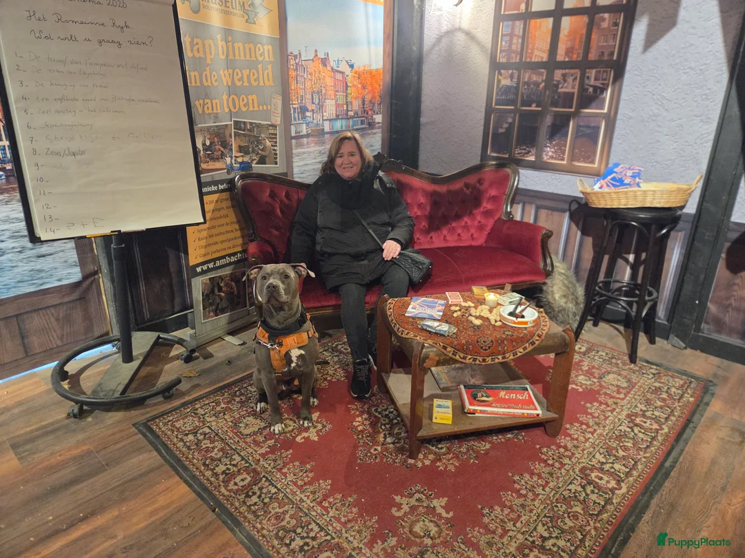 American Staffordshire Terriër honden ter dekking: Amerikaanse Stafford Sniper - Advertentie 7