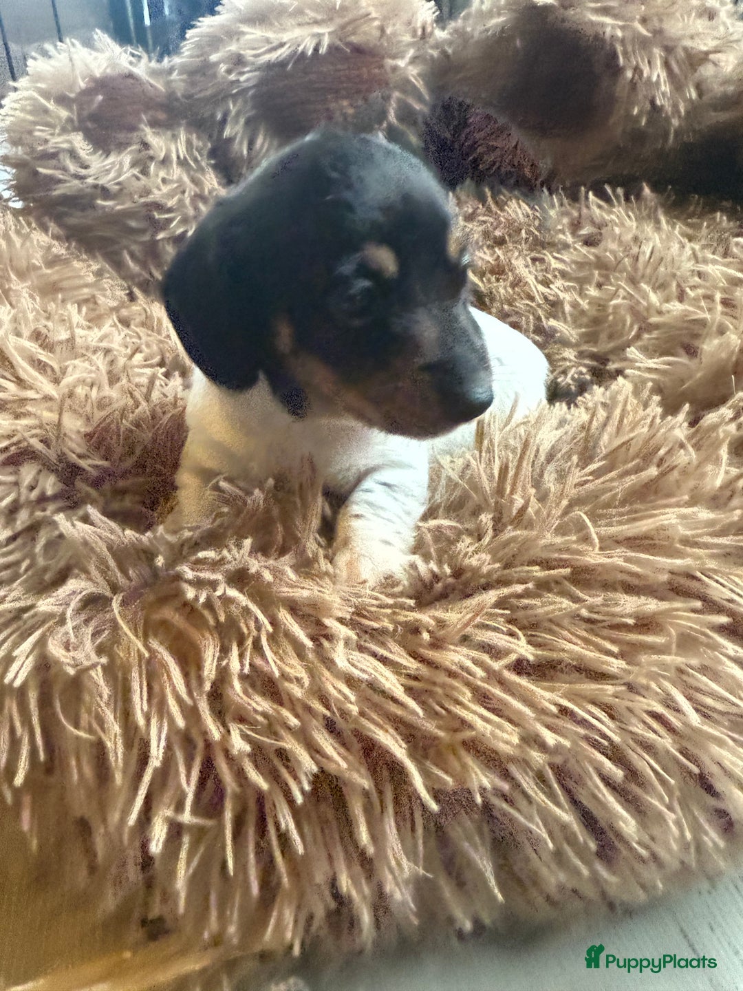 Teckel (korthaar)  honden te koop: Piebald dwergteckel pups - Advertentie 2