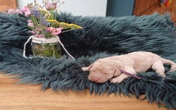 Labradoodle honden te koop: Prachtige multigen Labradoodles wavy vacht - Afbeelding 16